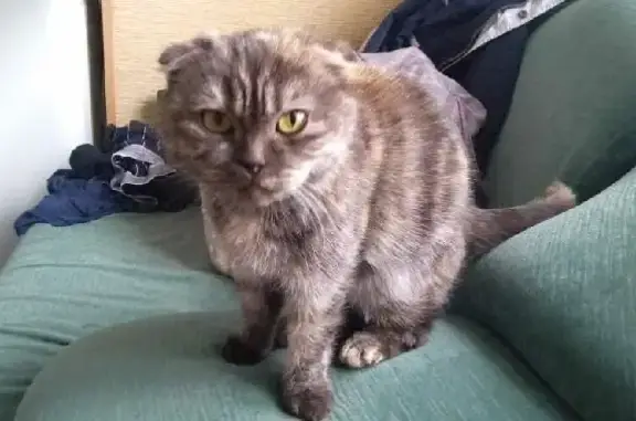 Найдена шотландская кошка возле Сбербанка на Чайковского, 19