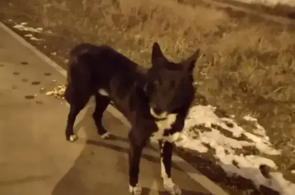 Найдена собака в Академгородке, адрес: ул. Лермонтова, 297В