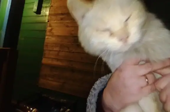 Белый кот найден на пороге дома Орлов