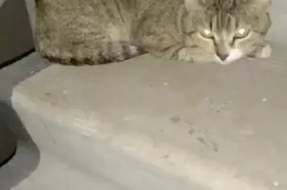 Кошка найдена на бульваре Строителей 65, Кемерово