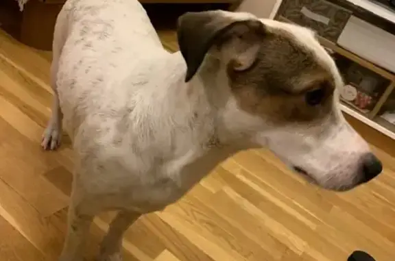 Собака найдена на Черноморском бульваре, Москва