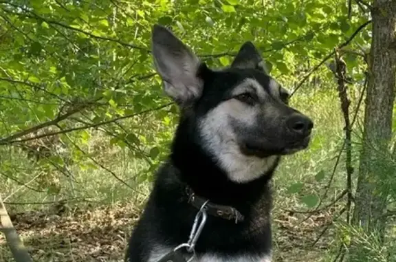 Собаки потеряшки, Нижний Новгород, фото: Потеряшка собака Роби, адрес - Рябцева 37