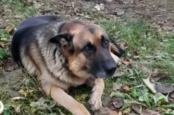 Собаки потеряшки, Тверь, фото: Потеряшка собака Рэй в Оленинском округе