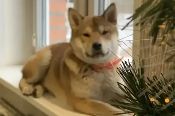 Собаки потеряшки, село Мелихово, фото: Потеряшка собака Кобель, рыжий, сиба-ину, Мелихово