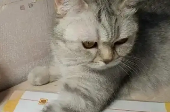 Кошки потеряшки, Санкт-Петербург, фото: Потеряшка кошка на Звёздной, СПб, ул. 13 к2