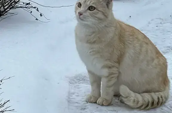 Кошка на даче в Михнево ищет дом