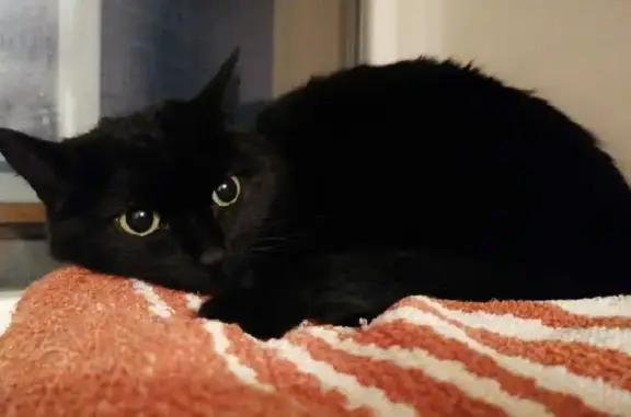 Найдена чёрная молодая кошка на ул. Малышева, 84