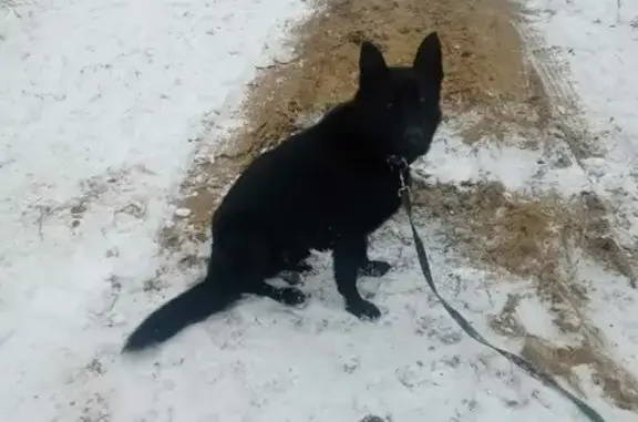 Найден чёрный кобель в Большекоровинском сельском поселении, Рязанская область