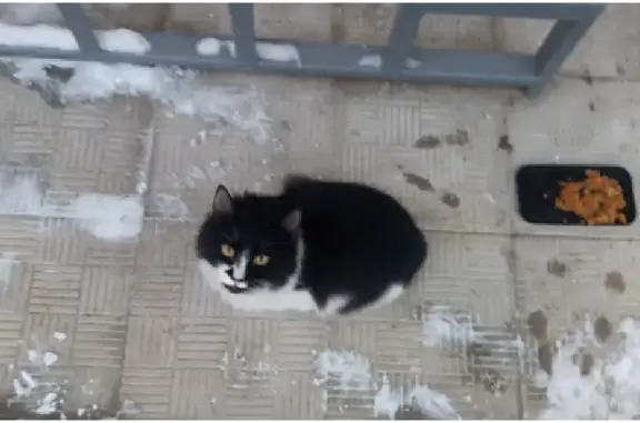 Пропала кошка на Булатниковском проезде, 10
