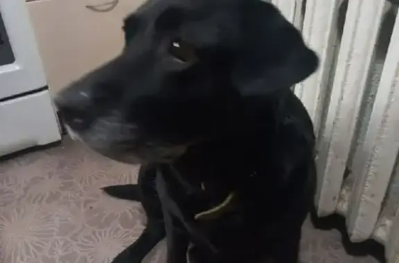 Собаки потеряшки, Санкт-Петербург, фото: Потеряшка собака Мисси на Гражданском проспекте