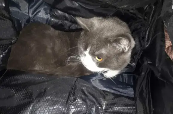 Кошка найдена на Октябрьской, 52.