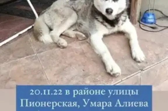 Пропала собака Локи на Пионерской, 56, Кисловодск