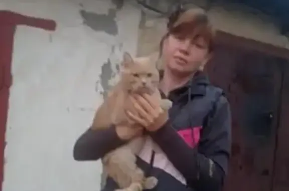 Кошки потеряшки, Тамбов, фото: Потеряшка кошка Рыжик на Мичуринской, 136 в Тамбове.