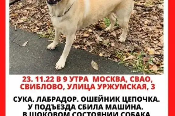 Собаки потеряшки, Москва, фото: Потеряшка собака ХАННИ, Уржумская улица, Москва