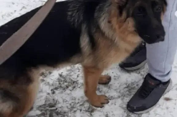 Найдена собака на Перевалке, ищем хозяев