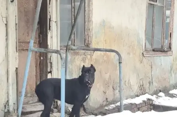 Найдена собака на 3-м проезде Перова Поля, Москва.