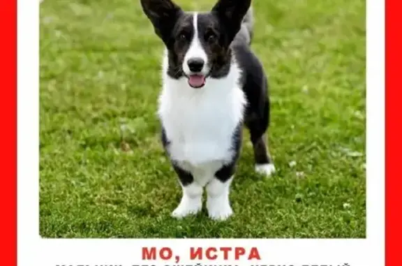 Пропала собака в Истре, Московская область: Вельш Корги Кардиган по кличке Паша.