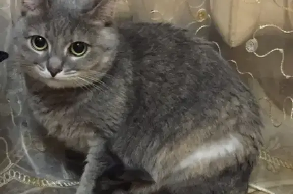 Кошка найдена на улице Шубиных, 27А в Иваново