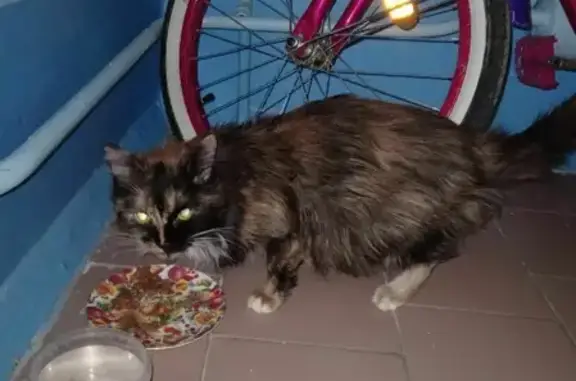 Найдена кошка на улице Мелик-Карамова, 47 в Сургуте