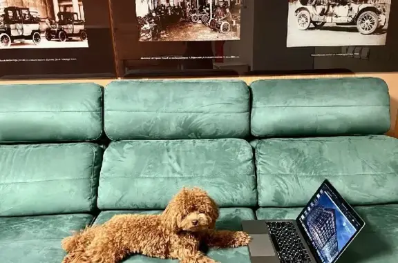 Собаки потеряшки, Санкт-Петербург, фото: Потеряшка собака на Мичуринской, 4.