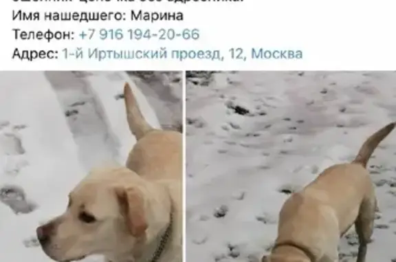 Собаки потеряшки, Москва, фото: Потеряшка палевая лабрадор с Уржумской улицы