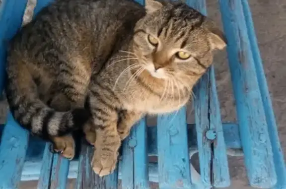 Пропала кошка на пр. Победы, Череповец.