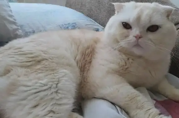 Пропала кошка на ул. 40 лет Октября, британец, белый с рыжим оттенком
