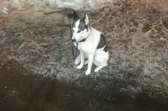 Найдена собака, Москва, фото: Собака найдена на Истринской ул. 10/1 (Москва)