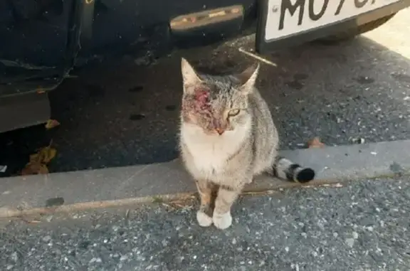 Пропала кошка на улице Ахмада Кадырова, 84 в Махачкале