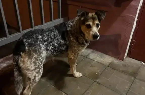 Найдена дружелюбная собака на ул. Левитана, Москва