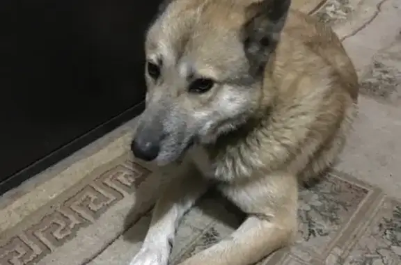 Найден пёс в Казани, нужна помощь! 🆘