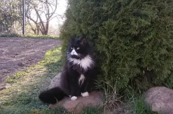 Кошки потеряшки, Санкт-Петербург, фото: Потеряшка кот Василий в Яхново