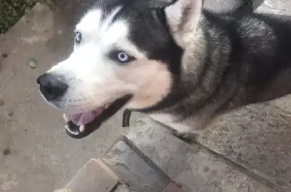 Собака-хаски найдена возле магазина Ассорти на Новороссийской, 60