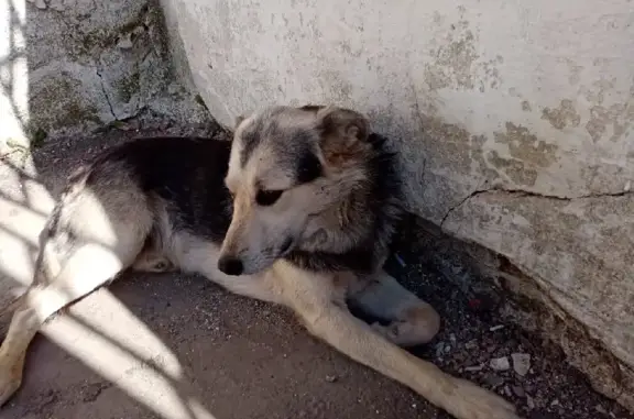 Пропала собака Малыш в Новомосковске