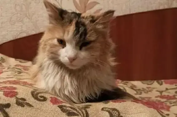 Найдена трёхцветная кошка на улице Серова, 35 в Казани