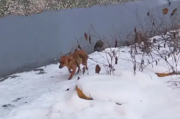 Найдена замерзшая собака на улице Антона Петрова, 216