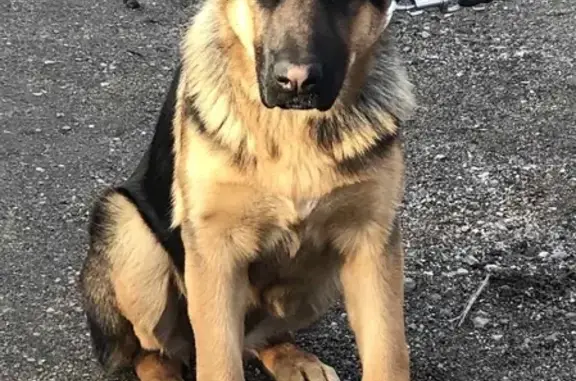 Собаки потеряшки, поселок Малиновка, фото: Потеряшка собака в Малиновке: немецкая овчарка Челси, 5 мес.