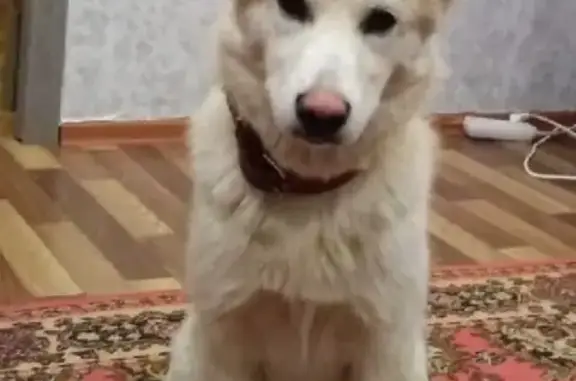 Пропала белая собака на Солнечной улице в Туймазах