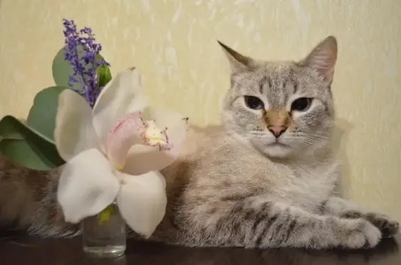 Кошки потеряшки, Санкт-Петербург, фото: Потеряшка кошка на Комендантском проспекте, 21 к1