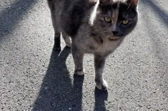 Найдена кошка на тропе Здоровья, Ставрополь