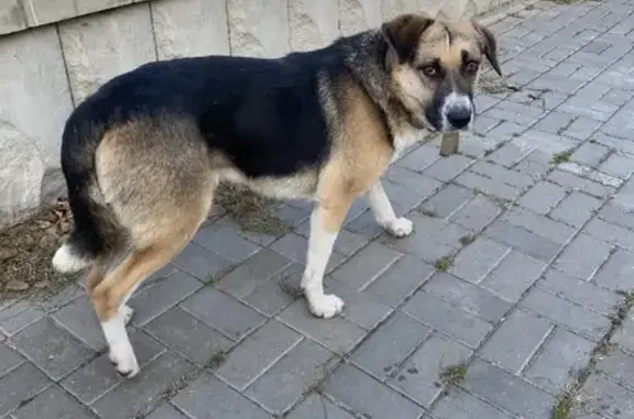 Потерянный пес на набережной, Астрахань