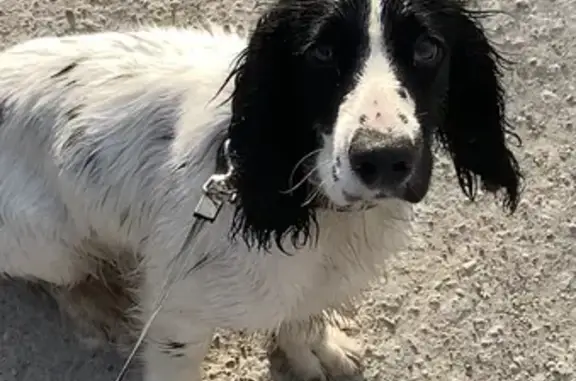 Собаки потеряшки, Анапа, фото: Потеряшка собака в Алексеевке: Русский Спаниель Тор, 7 мес. Контакты: 89282822230, Северная улица, 89, Анапа