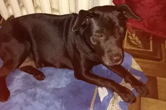 Найдена собака на улице Алиша, 14 в Бугульме