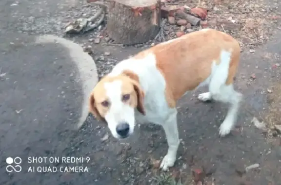 Пропала охотничья собака Пуля, Орловская область