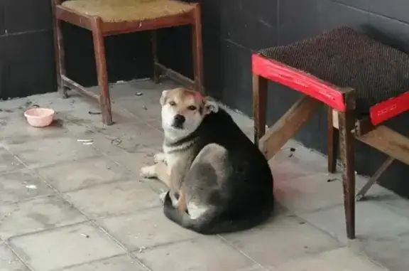 Собака найдена возле магазина на Ермолинской, Видное