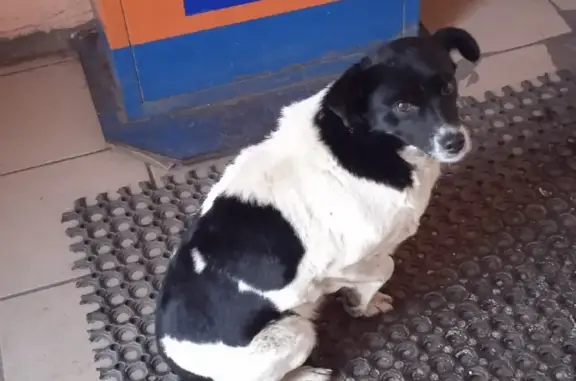 Собака ищет хозяина на 5 Ленинградской, Омск