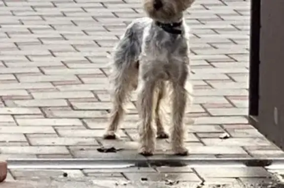 Собака Кобель найдена на Тюльпановой улице.