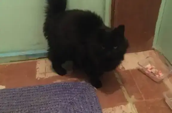 Кошка найдена на улице Мопра, 39
