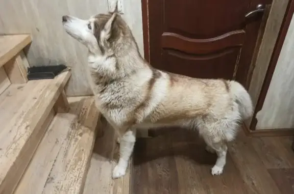 Собака Хаски найдена на Лесной улице, Ратьково.