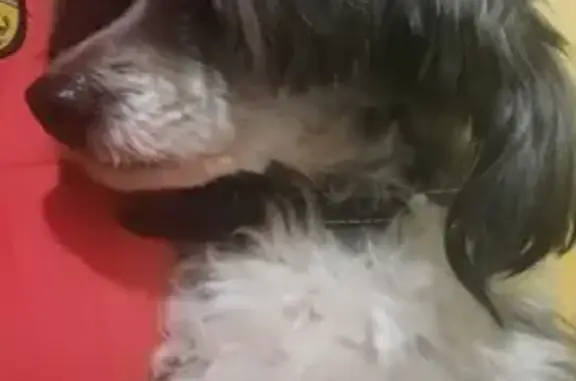 Собака найдена на Ставропольской, Краснодар